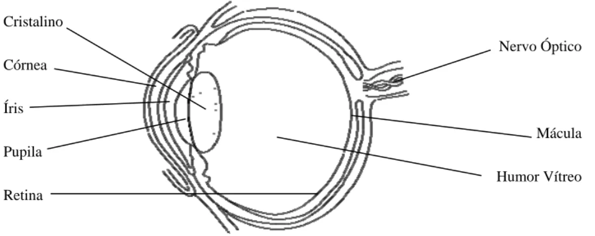 Figura 2.1: Anatomia do olho humano 