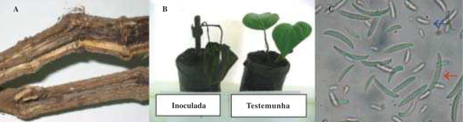 Figura 1.  Fusarium solani.  (A) corte longitudinal no caule da planta: escurecimento dos vasos; (B) Teste de patogenicidade – 12 dias após inoculação;