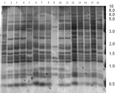 Figura 3. Dendrograma UPGMA de isolados de Pyricularia grisea de quatro campos de triticale (conjunto B)