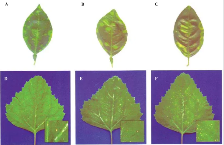 Tabela 1. Número de lesões locais por folha de Chenopodium amaranticolor inoculado com extrato foliar obtido de três cultivares de laranjeira apresentando sintoma da leprose dos citros.