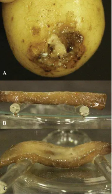 Figura 1. Podridão-mole em batata. Sintomas observados originalmente (A). Resultado de teste de patogenicidade negativo (B) e positivo (C).