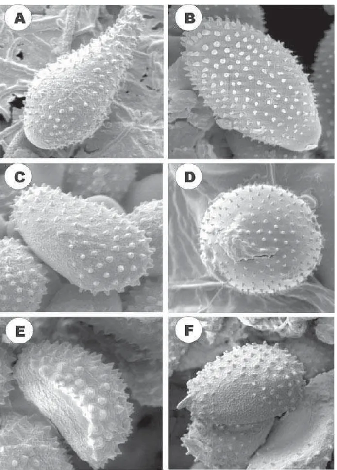 Figura 3. A) T. discolor preparado pelo método convencional B) U. appendiculatum em pêssego, método de metalização direta, C) M