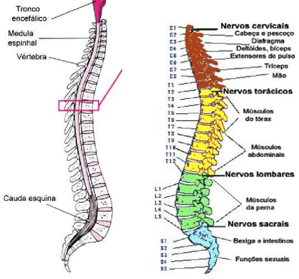 Figura 2. Esquema da espinal – medula (http://cursos.juanncorpas.edu.co/file) 