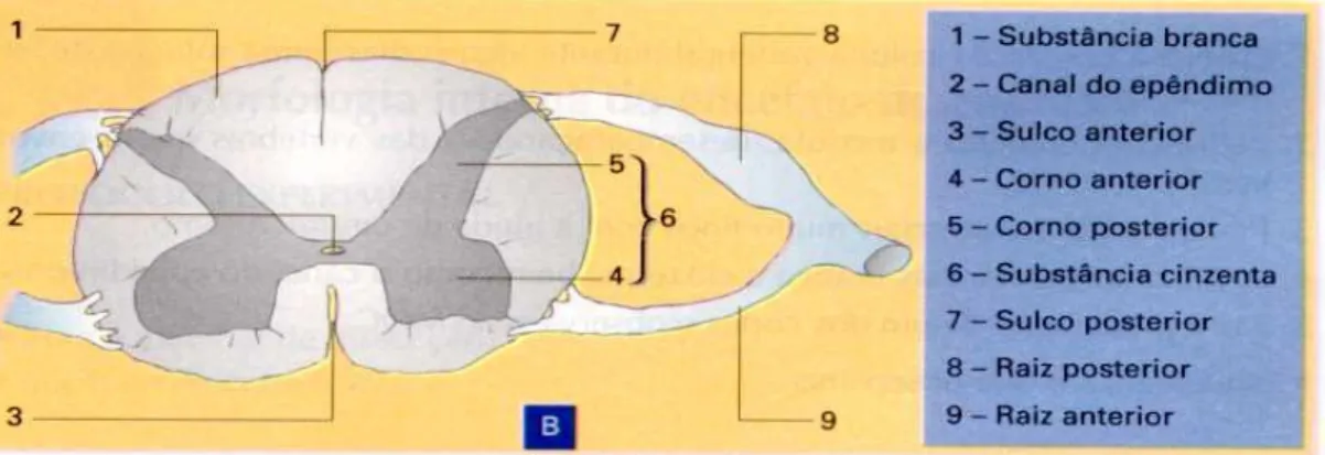 Figura 3 Esquema de um corte transversal da espinal-medula (http://cursos.juanncorpas.edu.co/file 