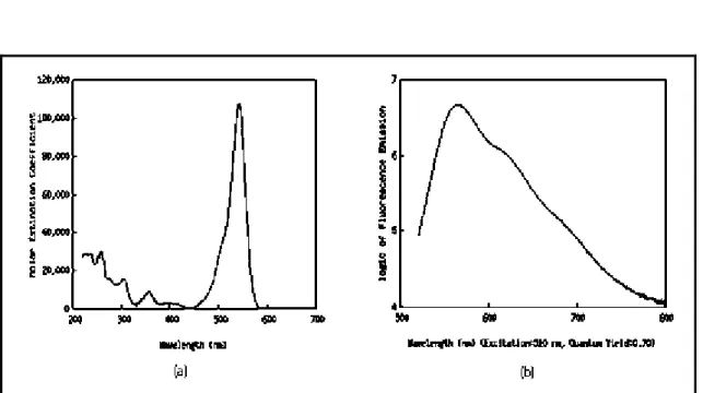 Figura 18- Espectro de excitação (a) e espectro de emissão (b) da Rodamina B  