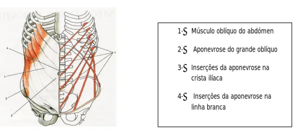 Fig. nº20: Músculo Grande oblíquo do abdómen e esquema das suas inserções (Fonte: Pina 1995) 