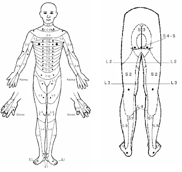 Figura 4.3 – Frente do corpo e respectivas  áreas de controlo na medula (33). 