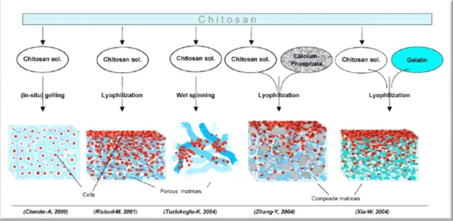 Figure 1-3. Examples of chitosan processing for uses in tissue engineering: Cells may be encapsulated in  gels or seeded in porous matrices including sponge-like or fibrous structures