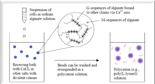 Figure 1-10. Schematic representation of a typical encapsulation process involving ionic cross-linking of  alginate