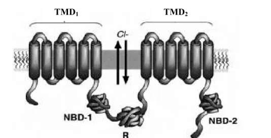 Figura  2  –  Estrutura  simétrica  do  canal  CFTR.  Dois  domínios  transmembranares  (TMD-1/2)  com  seis  segmentos  transmembranares  cada  um,  dois    domínios    de    ligação    a    nucleótidos    (NBD1/2)    e    um    domínio  hidrofílico  R  i
