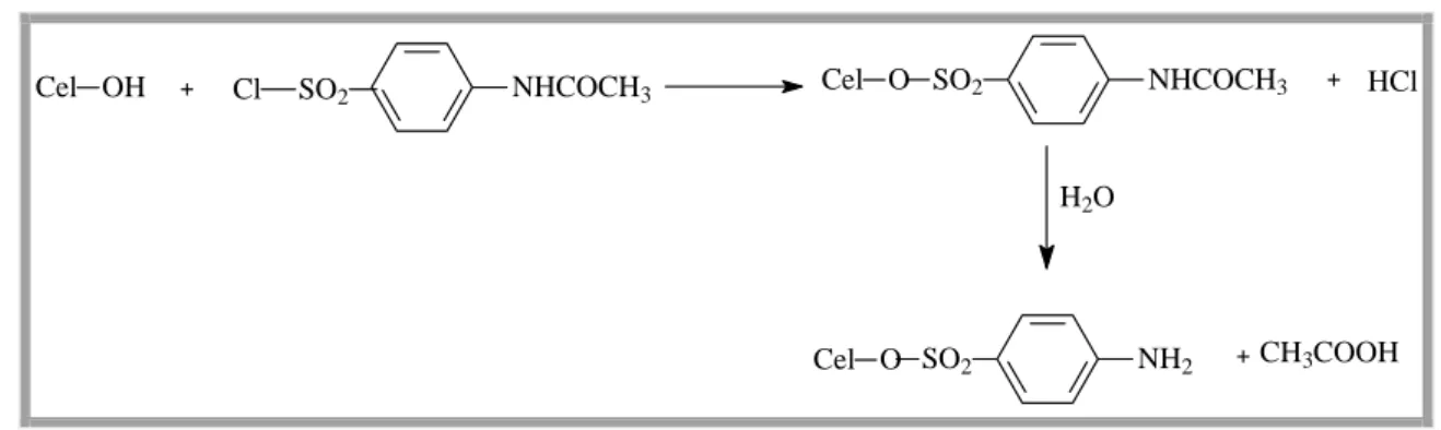 Figura 3-6: Reacção de esterificação do algodão com o composto cloreto aceti- aceti-laminobenzenosulfonilo, seguida de eliminação de água