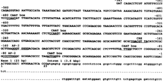 Figura 6 – Sequência nucleotídica do gene PIG-A (Iida et al., 1994b).