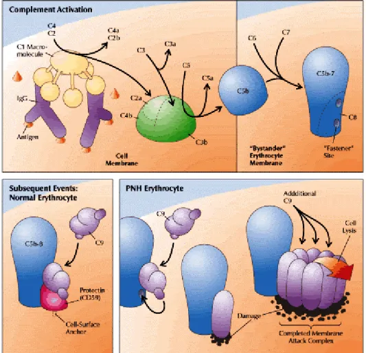 Figura 2 – Resistência dos eritrócitos à lise pelo sistema do complemento. Na via clássica do complemento a proteína C1 leva à  activação do C2 e C4 que, por sua vez, activa a proteína C3
