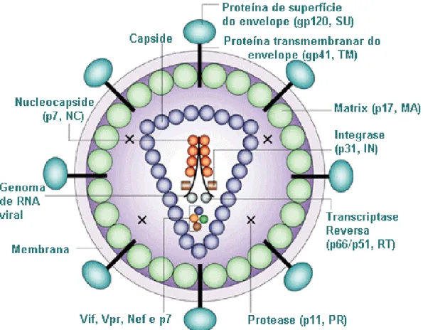 Figura 1 – Estrutura do vírus da imunodeficiência humana do tipo I (HIV-1). (Adaptado de Robinson, H