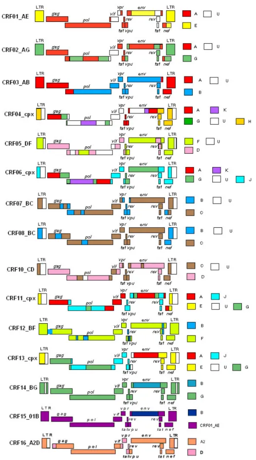 Figura  6  -  Estruturas  mosaico  das  formas  recombinantes  circulantes  (CRFs)  do  HIV-1