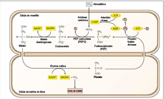 Fig. 2.1 – Esquema da via fotossintética nas plantas C 4 , do subtipo EM-NADP, como é o caso do  milho (adaptado de Taiz e Zeiger, 2002)