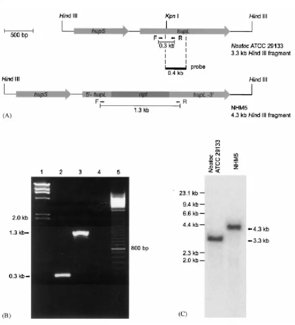 Figure 3 - (A) Physical map of wildtype and inactivated hupSL. F and R represent primers used  for PCR analysis