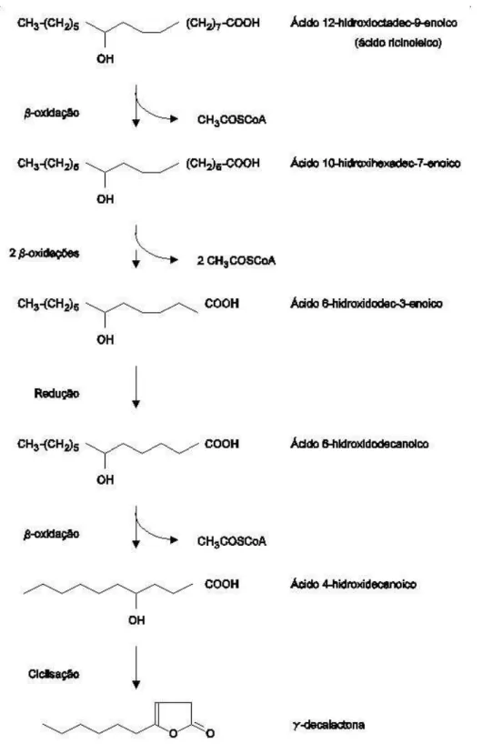 Figura  2.1  –  Intermediários  da  degradação  do  ácido  ricinoleico  por  β ββ β-oxidação  e  síntese  da  γγγγ- γγγγ-decalactona (adaptado de Blin-Perrin et al., 2000)