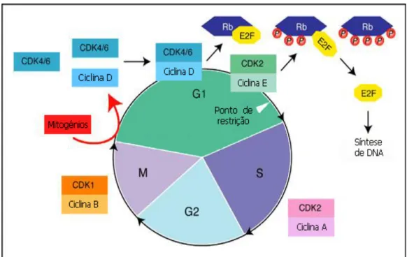 Figura 2 – Ilustração esquemática do papel das ciclinas e cinases dependentes  de ciclinas (CDKs) na regulação do ciclo celular (adaptado de Kumar  et al