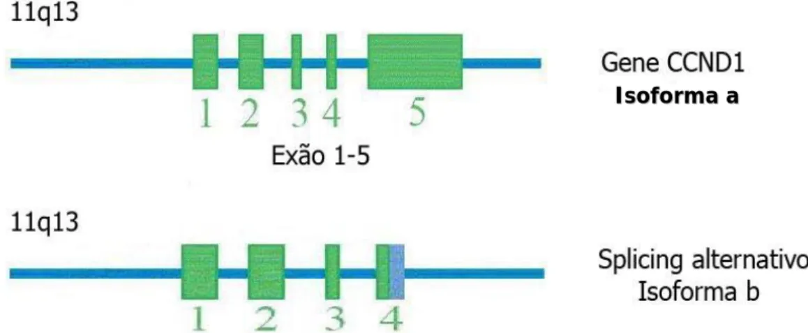 Figura 5 –  Splicing  normal e alternativo do gene  CCND1  (adaptado de Fu  et al.