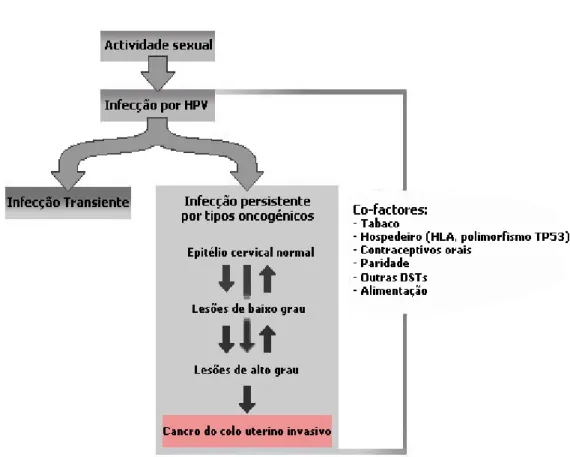 Figura 7 – Modelo etiológico da infecção por HPV e cancro do colo do útero e  possível papel de outros co-factores na persistência da infecção e mediação da  progressão das lesões (adaptado de Franco  et al