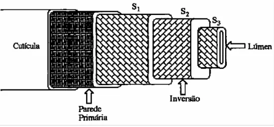 Figura 3: Estrutura morfológica da fibra de algodão (Cavaco-Paulo, 1995). 