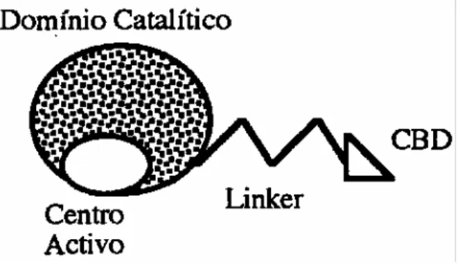 Figura 7: Representação esquemática de uma celulase (Cavaco-Paulo, 1995). 