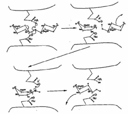 Figura 8: Reacção no centro catalítico das celulases segundo o mecanismo  de deslocamento em duas fases (S N 1) em que a configuração é mantida  (Reinikainen, 1994)