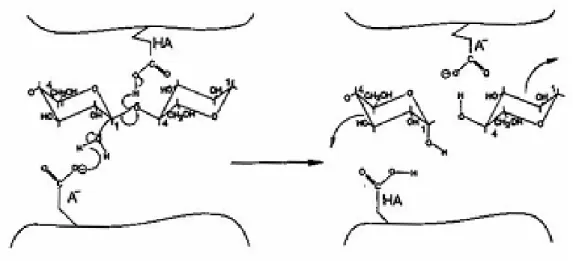 Figura 9: Reacção no centro catalítico das celulases segundo o mecanismo  de deslocamento simples (S N 2) com inversão da configuração (Reinikainen,  1994)