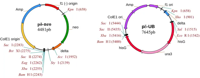 Figura 2.1: Mapas de restrição dos vectores integrativos pδ-neo e pδ-UB com indicação de alguns  dos locais de restrição únicos