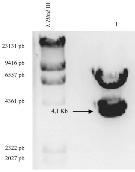 Figura 3.2: Electroforese em gel de agarose 0,8% (p/v) referente à extracção da cassete de  expressão que contém o gene lacA do vector pVK1.1