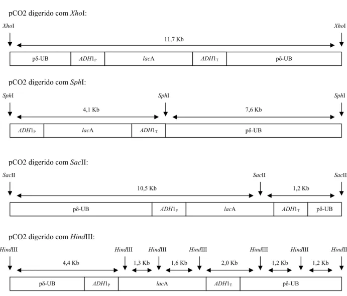 Figura 3.6: Esquema representativo dos locais de restrição do vector pCO2 para as digestões  efectuadas com as enzimas XhoI, SphI, SacII e HindIII (elaborado a partir do Anexo B)