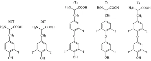 Figura 1.1 Estrutura das hormonas da tiróide e dos seus precursores. MIT, 3-Monoiodotirosina; DIT, 3,5- 3,5-Diiodotirosina; rT 3,  3,3’,5’triiodotironina inactiva ou T 3  reverso; T 3 , 3,5,3’triiodotironina; T 4, 