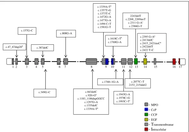 Figura 1.9 Mutações descritas no gene da TPO. As diferentes cores indicam os domínios codificados por  determindo exão