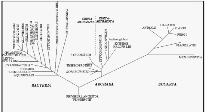 Figura 2.18  – Árvore filogenética dos três domínios: Bactéria, Archaea e Eucarya, adaptado de Woese et al.,  (1990)