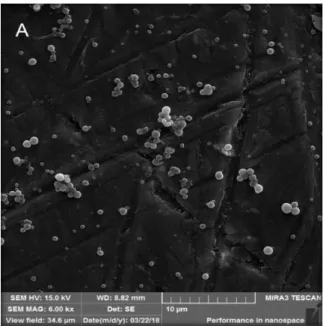 Figure 1. Morphological and surface aspects of Silicium P ®  nanoparticles. Acceleration Voltages: A: 6.00 kx