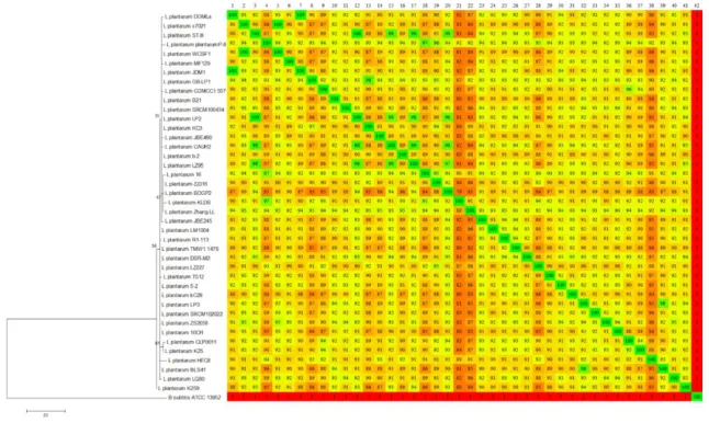 Figure 2: Analysis of the genomic composition of 41 strains of L. plantarum. To the left is shown the  dendrogram, based on the sequences of the rrs genes, and to the right is shown the heatmap of the comparison  of each pair of genomes based on the simila