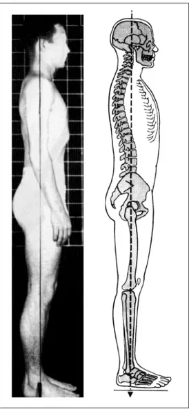 FIGURA 1: Ilustração da postura-padrão do livro Músculos : Provas e funções, de Kendall, McCreary &amp; Provance (1995).