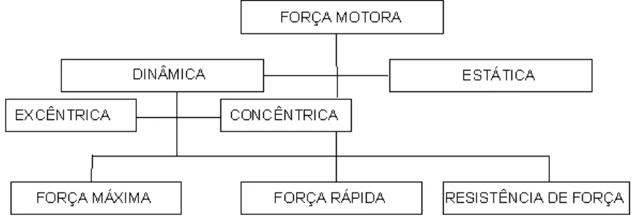 FIGURA 1 – CLASSIFICAÇÃO DA FORÇA MOTORA (ADAPTADO DE BARBANTI, 1997)