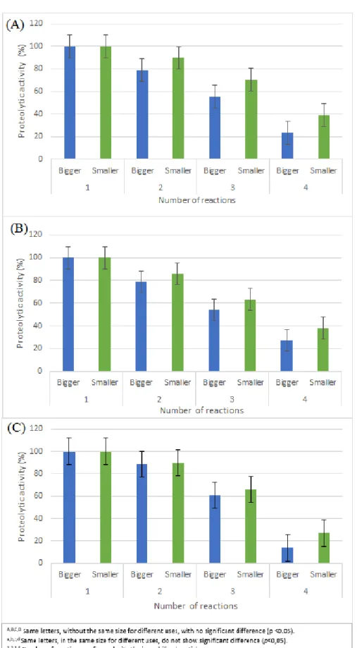 Figure 3 - Effect of the number of uses of (A) alginate, (B) alginate-chitosan and (C) alginate-chitosan-gluteraldehyde  particles with different diameters in proteolytic activity 