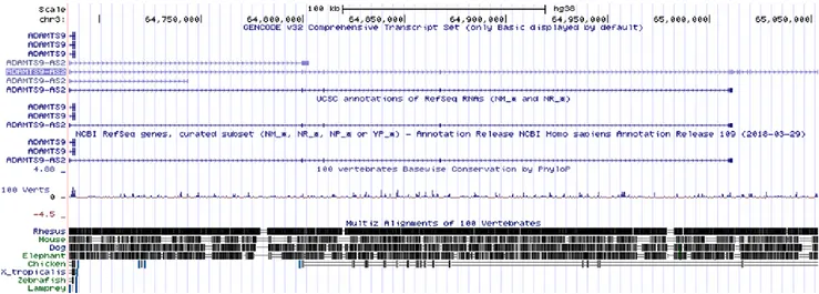 Figure 1. A) Volcano Plot originated from the probes identified in the GSE76250, showing that lncRNA ADAMTS9-AS2 has the highest adjusted p- p-value; B) Location of ADAMTS9-AS2 in human genome