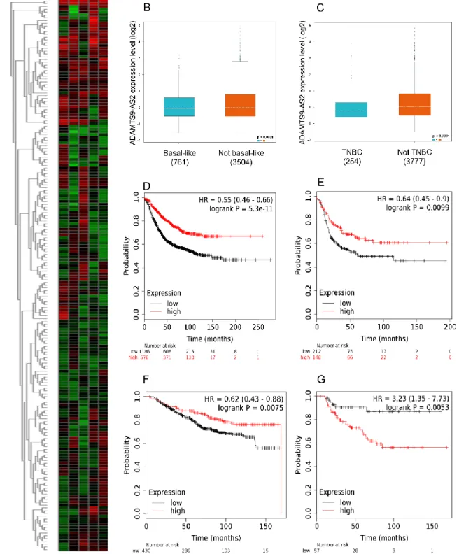 Figure 4. Basal and TNBC expression and Kaplan-Meier of breast cancer patients stratified, according to ADAMTS9-