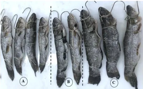 Figura  1.  Exemplares  de  traíra  com  diferentes  tamanhos  e  pesos.  A,  peixe  pequeno; B, peixe médio; C, peixe grande