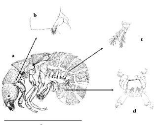 Figura  3.  Vista  lateral  do  gênero  Macronema  e  o  destaque  das  grandes  pernas anais