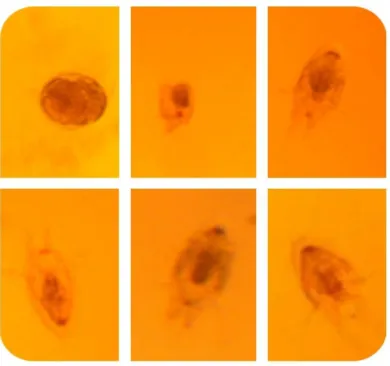 Figura 5: Desenvolvimento das fases de náuplios do parasito P. gamitanae . 