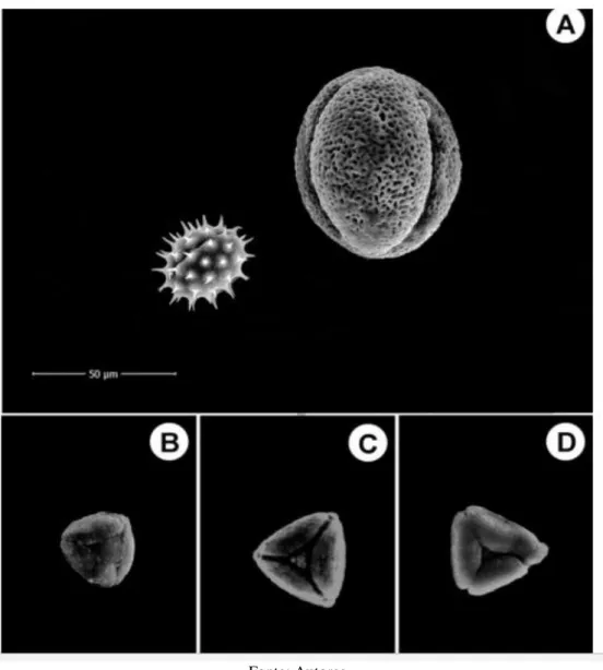 Figura  3:  A)  Pólen  encontrado  em  amostras  da  bolota  de  abelhas  forrageando  M