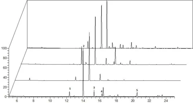 Figura 1. Perfil cromatográfico dos óleos de C. multijuga por cromatografia em fase gasosa (A)