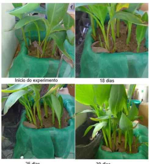 Figura 9. Aspecto visual das plantas ao longo do experimento. 