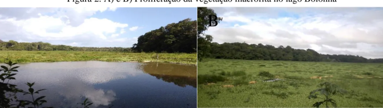 Figura 2. A) e B) Proliferação da vegetação macrófita no lago Bolonha 