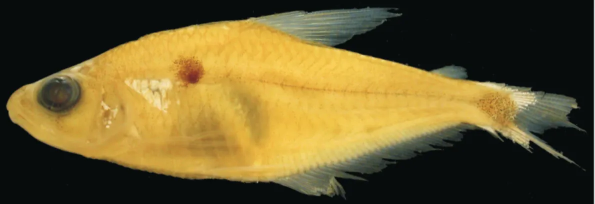 Figura 11. Phenacogaster simulatus sp. nov., ROM 72774, holótipo, 43,2 mm CP, Rio Potaro, Guiana.